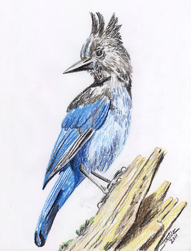 Steller's Jay