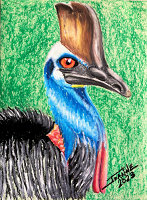 Cassowary copyright Joanne Howard 2023