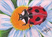 Lady Bug