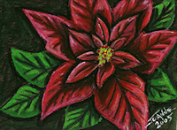 OP Poinsettia Copyright Joanne Howard 2005