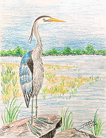 Heron copyright Joanne Howard 2024