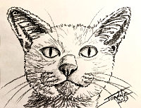Sketchy Cat 2023 copyright Joanne Howard